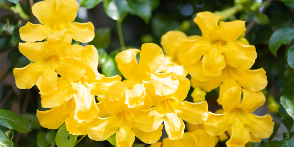 Котешки нокът: една от най-надеждните билки за силен имунитет и контрол на възпалението