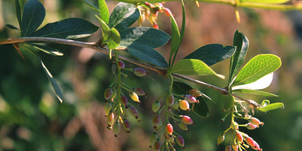 Берберин за добро метаболитно здраве и контрол на теглото